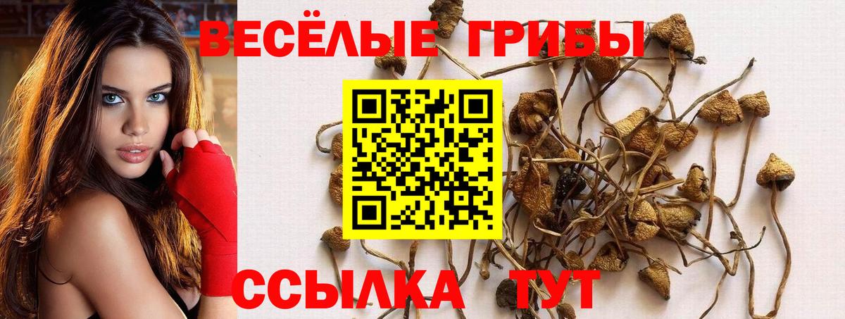 Галлюциногенные грибы Psilocybine cubensis  Галлюциногенные грибы Psilocybine cubensis  Отрадный  Вход с VPN 